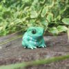 AHB Series 20 / Phyllomedusa sauvagii - Waxy Monkey Tree Frog / Frog