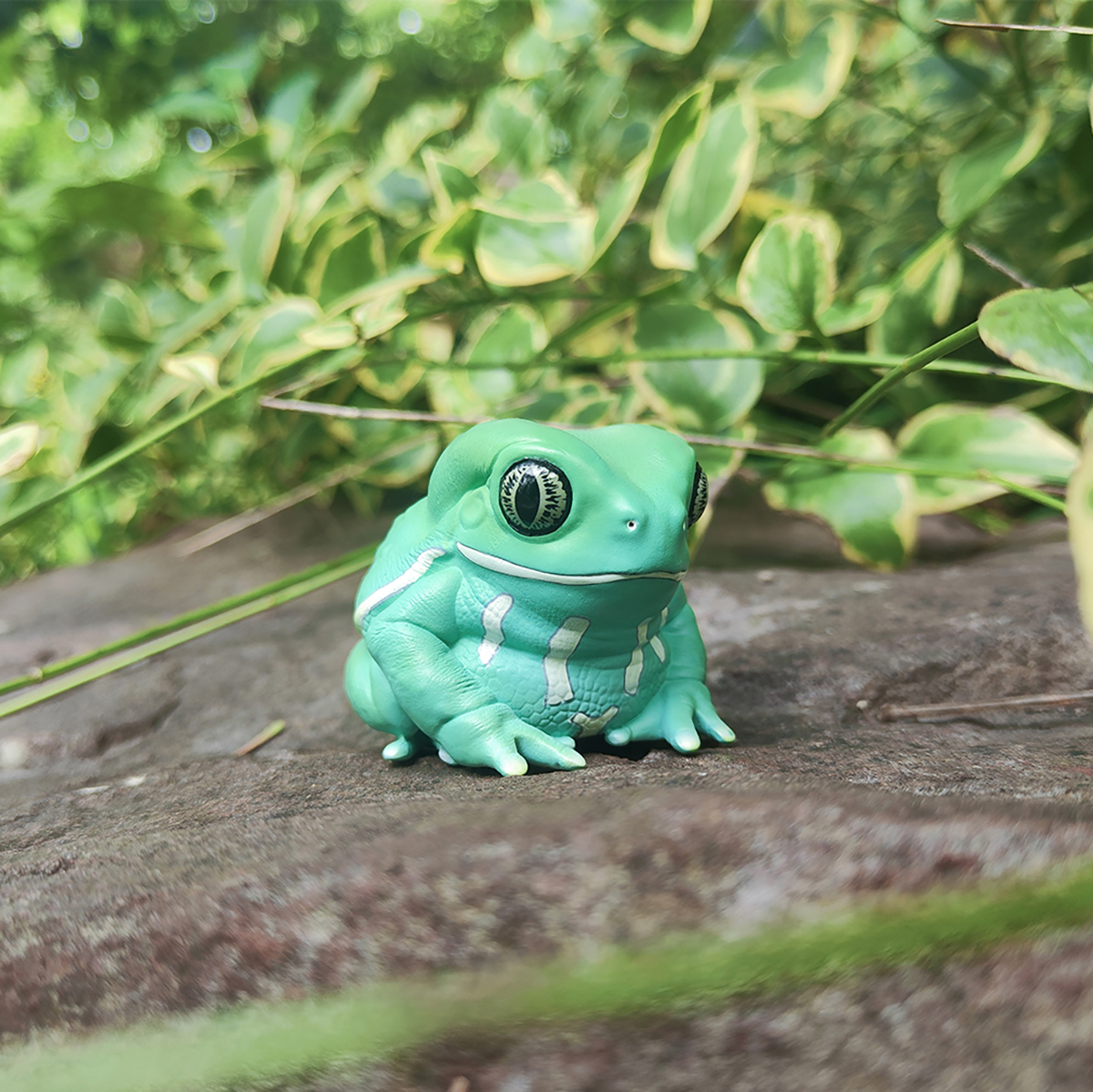 AHB Series 20 / Phyllomedusa sauvagii - Waxy Monkey Tree Frog / Frog