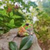 AHB Series 20 / Chacophrys pierottii - Chacoan Horned Frog / Frog