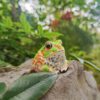 AHB Series 20 / Chacophrys pierottii - Chacoan Horned Frog / Frog