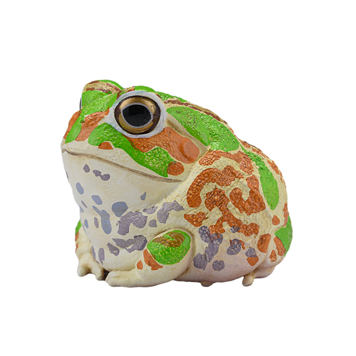 AHB Series 20 / Chacophrys pierottii - Chacoan Horned Frog / Frog