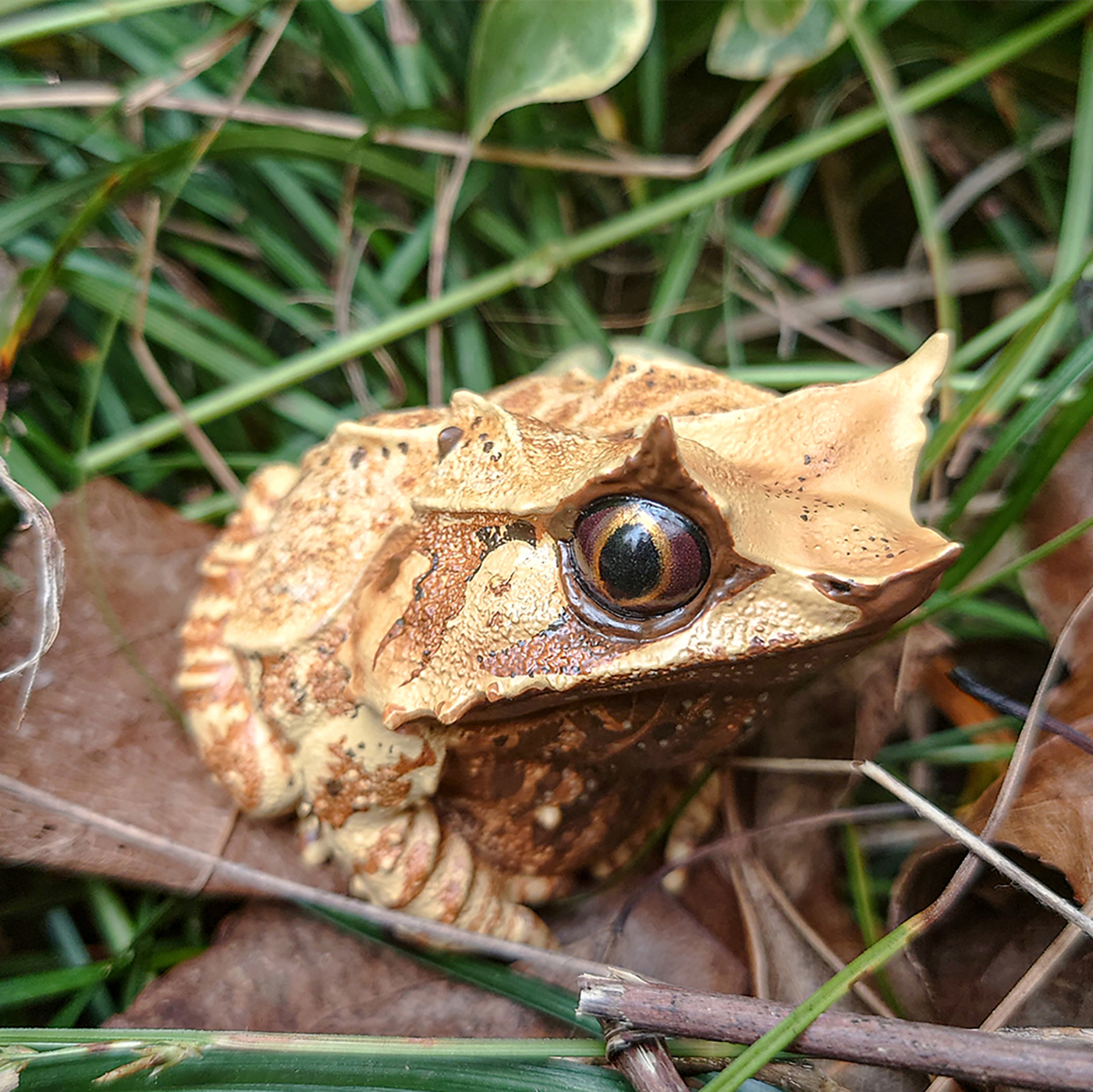 AHB Series 20 / Megophrys nasuta - Long-nosed Horned Frog / Frog