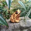 AHB Series 20 / Megophrys nasuta - Long-nosed Horned Frog / Frog