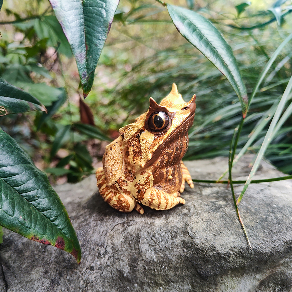 AHB Series 20 / Megophrys nasuta - Long-nosed Horned Frog / Frog
