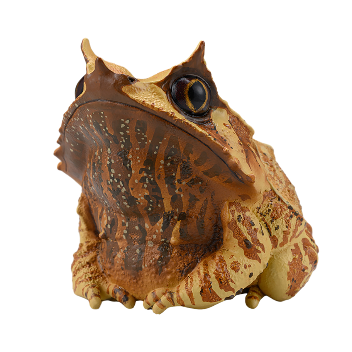 AHB Series 20 / Megophrys nasuta - Long-nosed Horned Frog / Frog