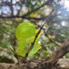 AHB Series 20 / Centrolenella valerioi Dunn - Valerio’s Glass Frog / Frog