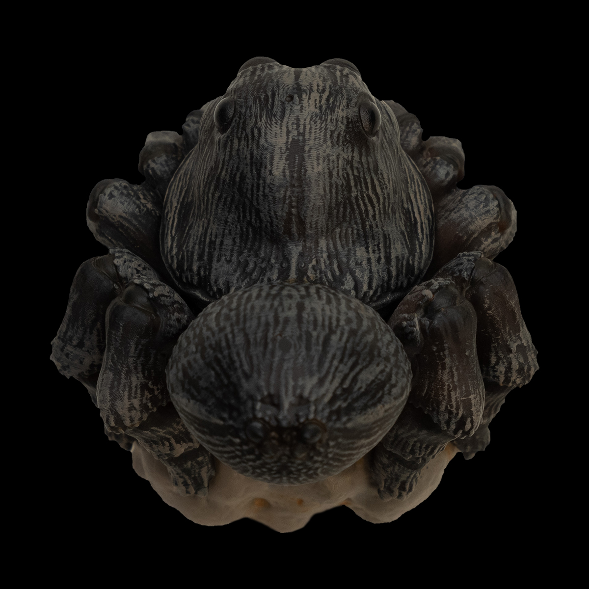 AHB Series 11 / Lycosa - wolf spider / Insect