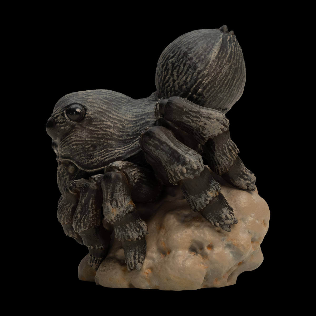 AHB Series 11 / Lycosa - wolf spider / Insect
