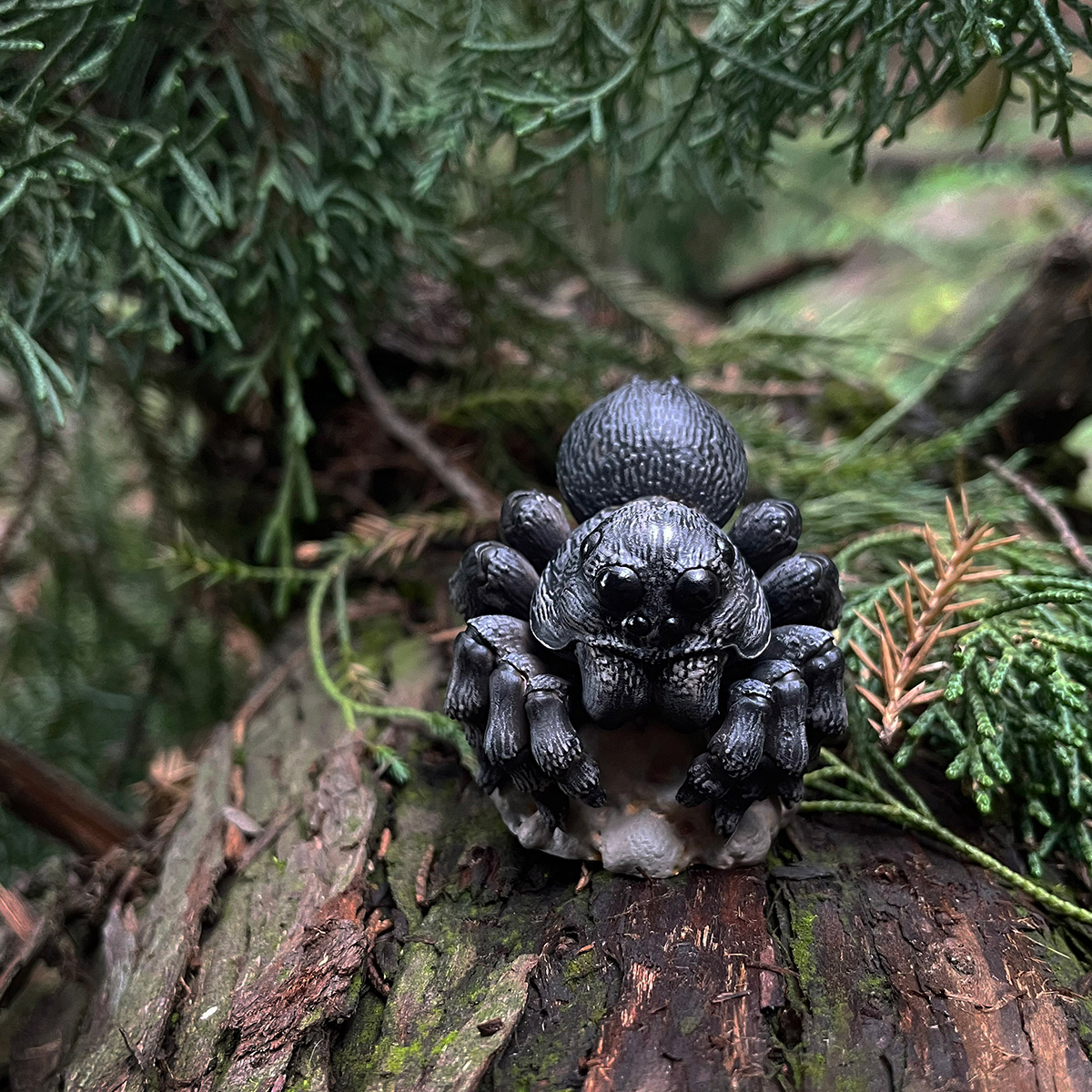 AHB Series 11 / Lycosa - wolf spider / Insect