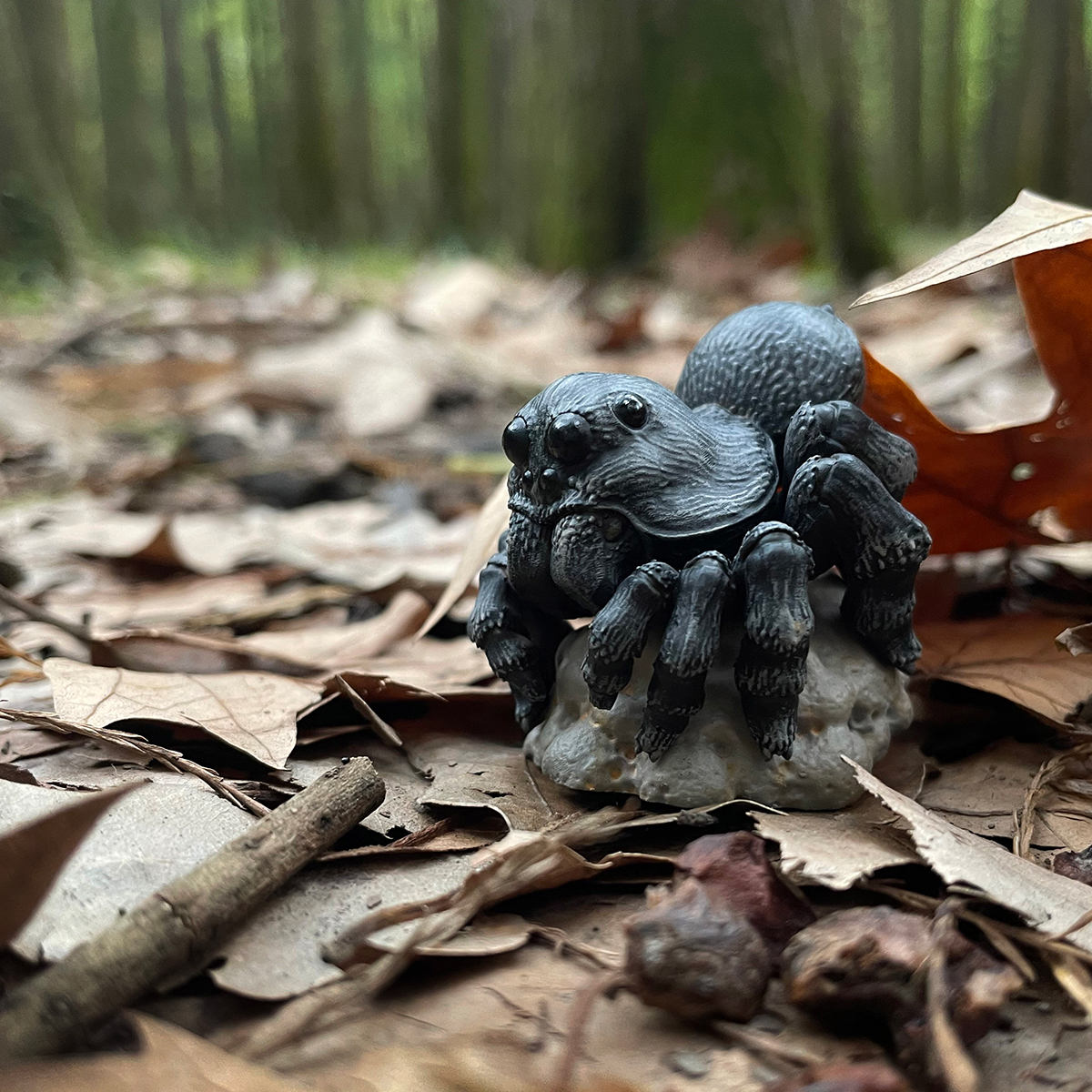 AHB Series 11 / Lycosa - wolf spider / Insect