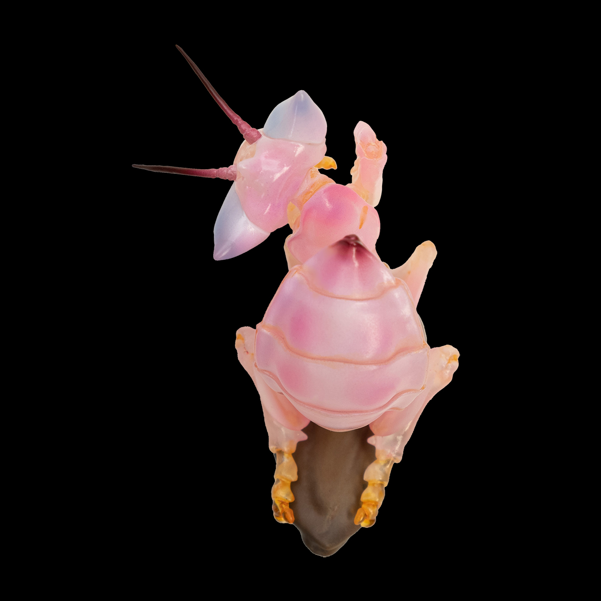 AHB Series 11 / Hymenopus coronatus - Orchid mantis / Insect