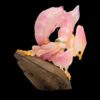 AHB Series 11 / Hymenopus coronatus - Orchid mantis / Insect