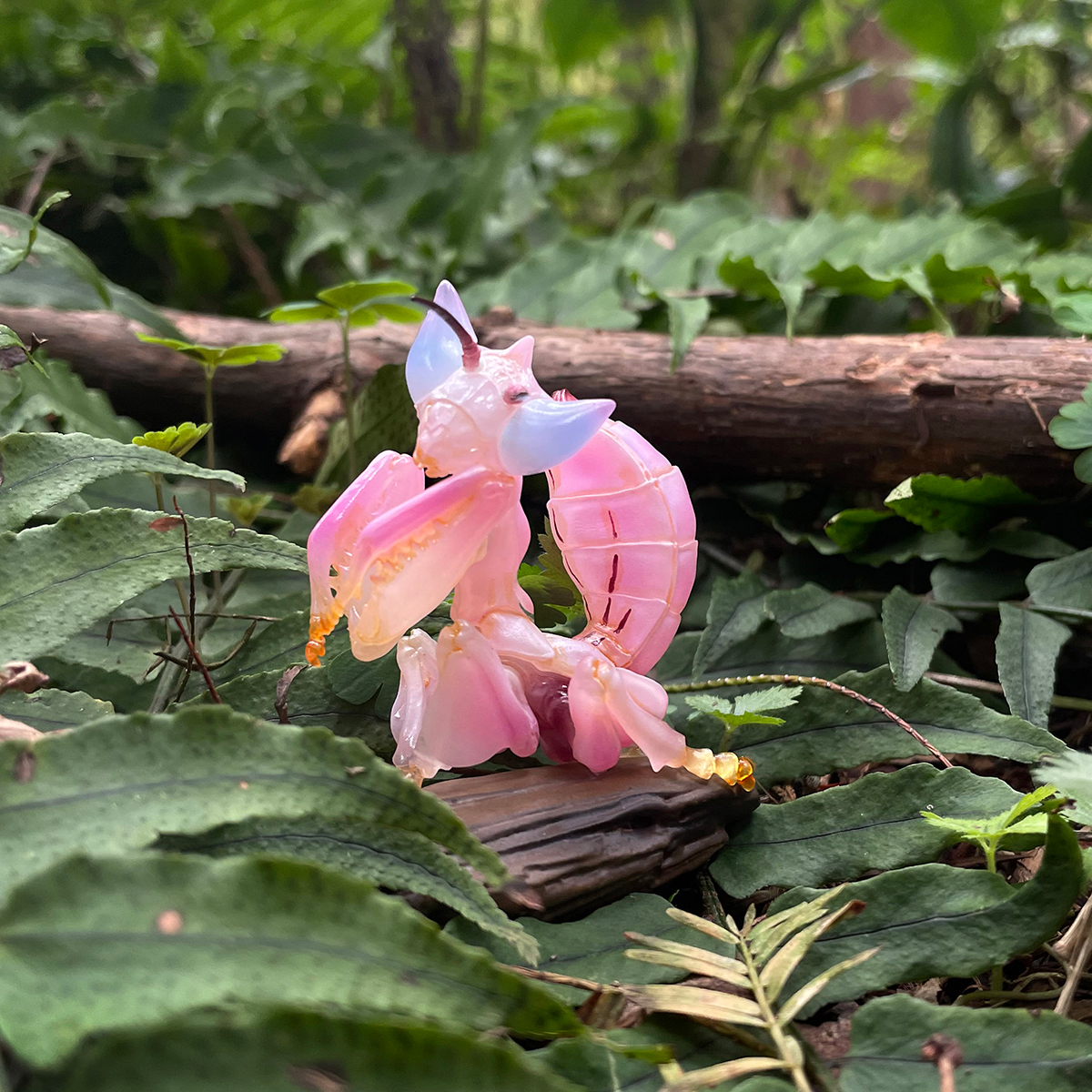 AHB Series 11 / Hymenopus coronatus - Orchid mantis / Insect
