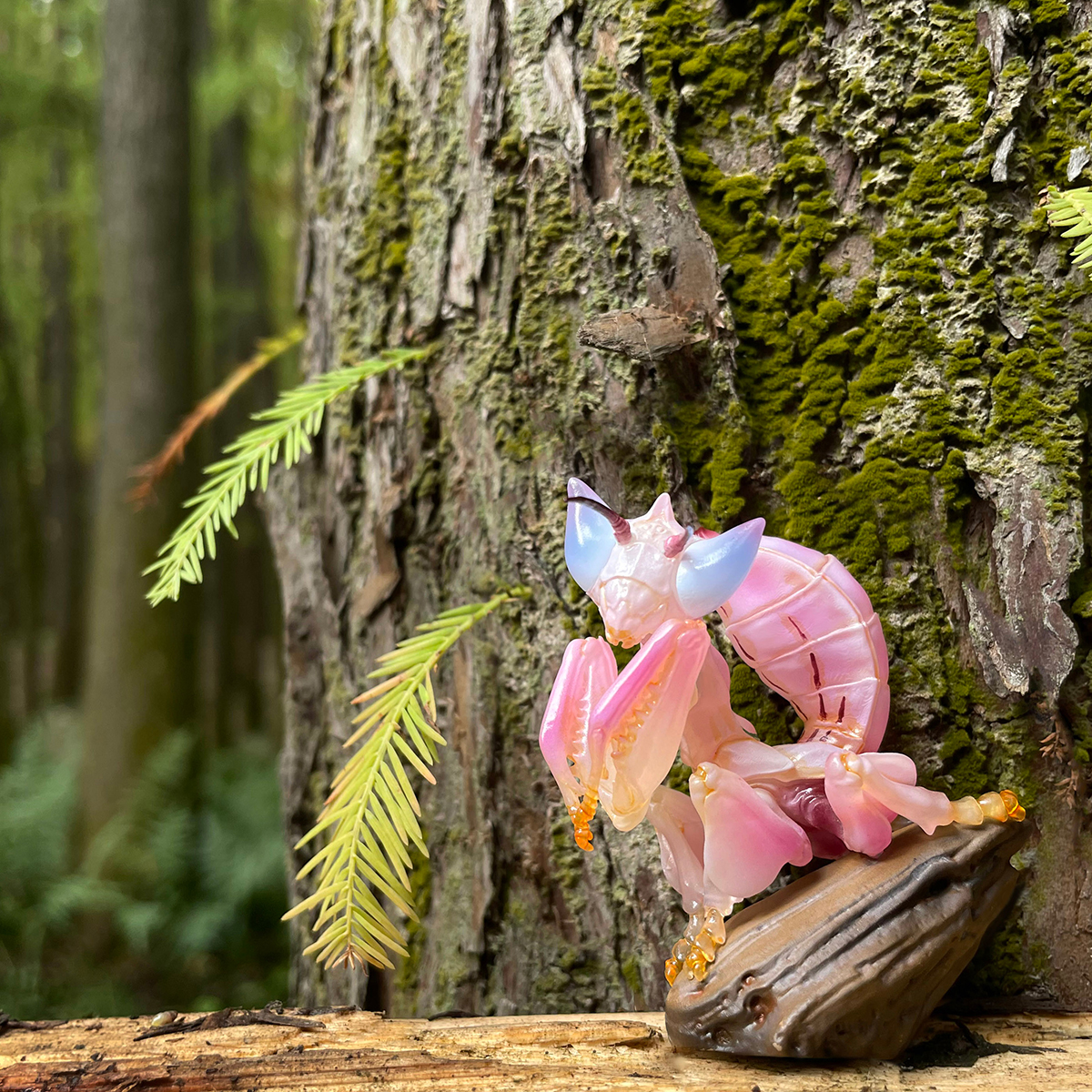 AHB Series 11 / Hymenopus coronatus - Orchid mantis / Insect