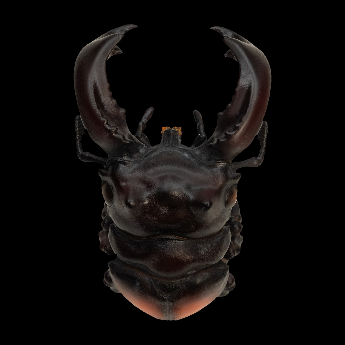 AHB Series 11 / Hexarthrius parryi - Parry’s stag beetle / Insect