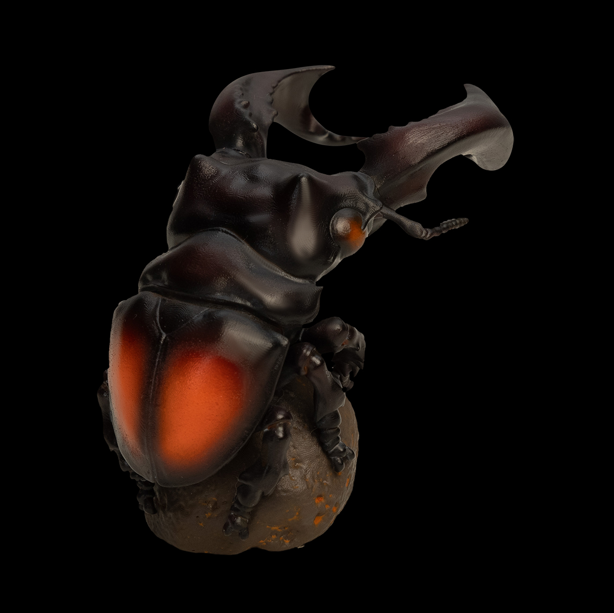 AHB Series 11 / Hexarthrius parryi - Parry’s stag beetle / Insect
