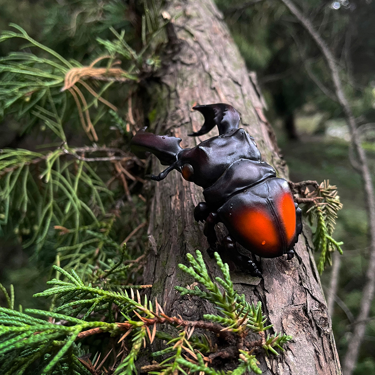 AHB Series 11 / Hexarthrius parryi - Parry’s stag beetle / Insect