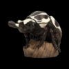 AHB Series 11 / Goliathus goliatus - Goliath beetle / Insect