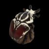 AHB Series 11 / Goliathus goliatus - Goliath beetle / Insect