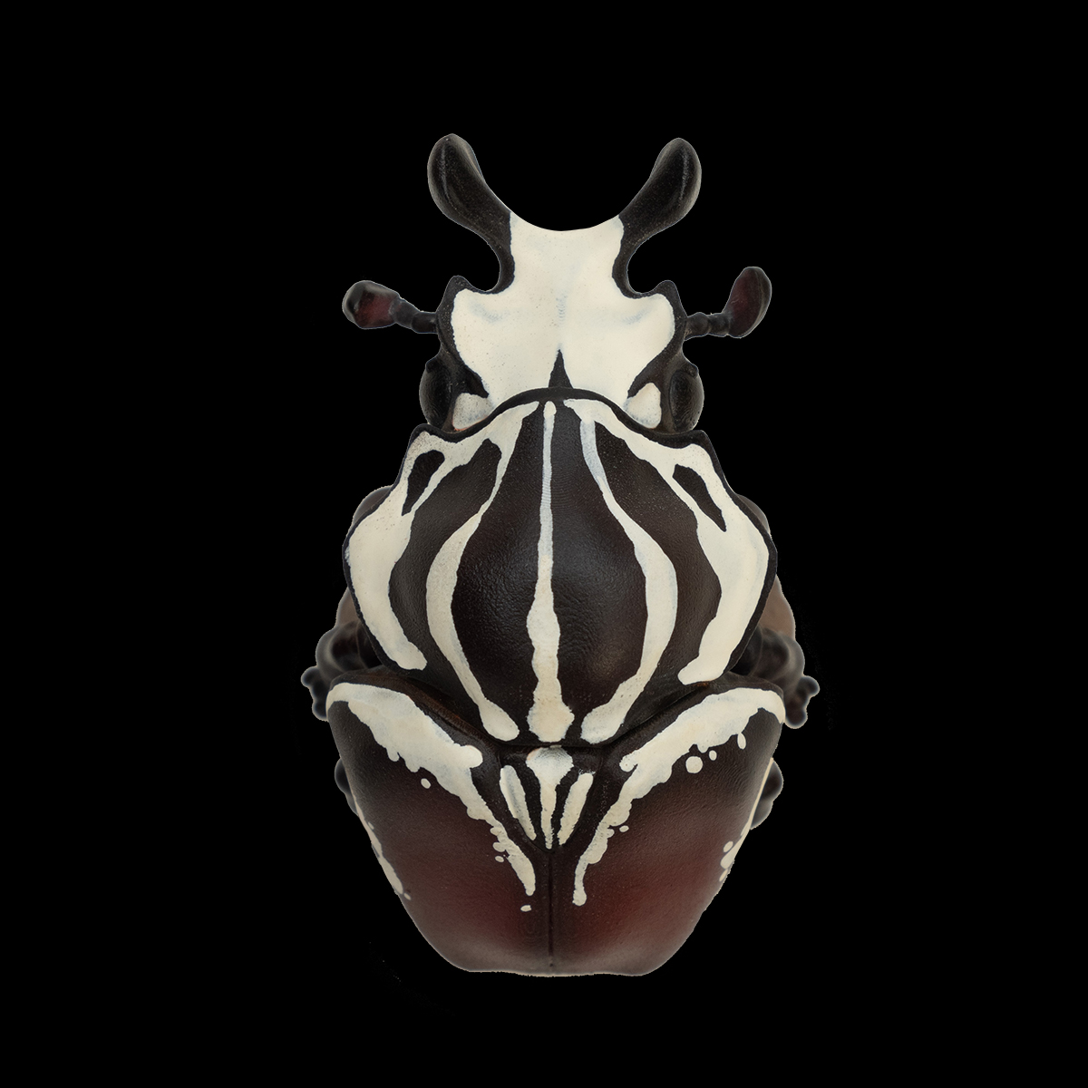 AHB Series 11 / Goliathus goliatus - Goliath beetle / Insect