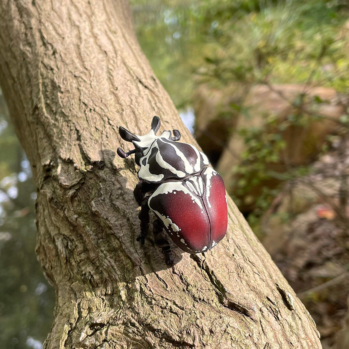 AHB Series 11 / Goliathus goliatus - Goliath beetle / Insect