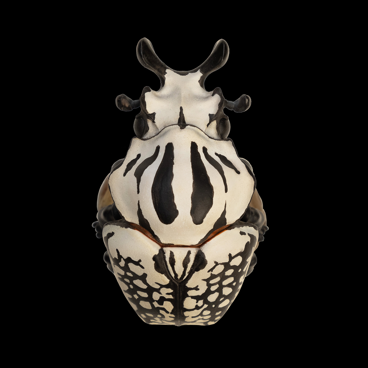 AHB Series 11 / Goliathus orientalis - Eastern Goliath beetle / Insect