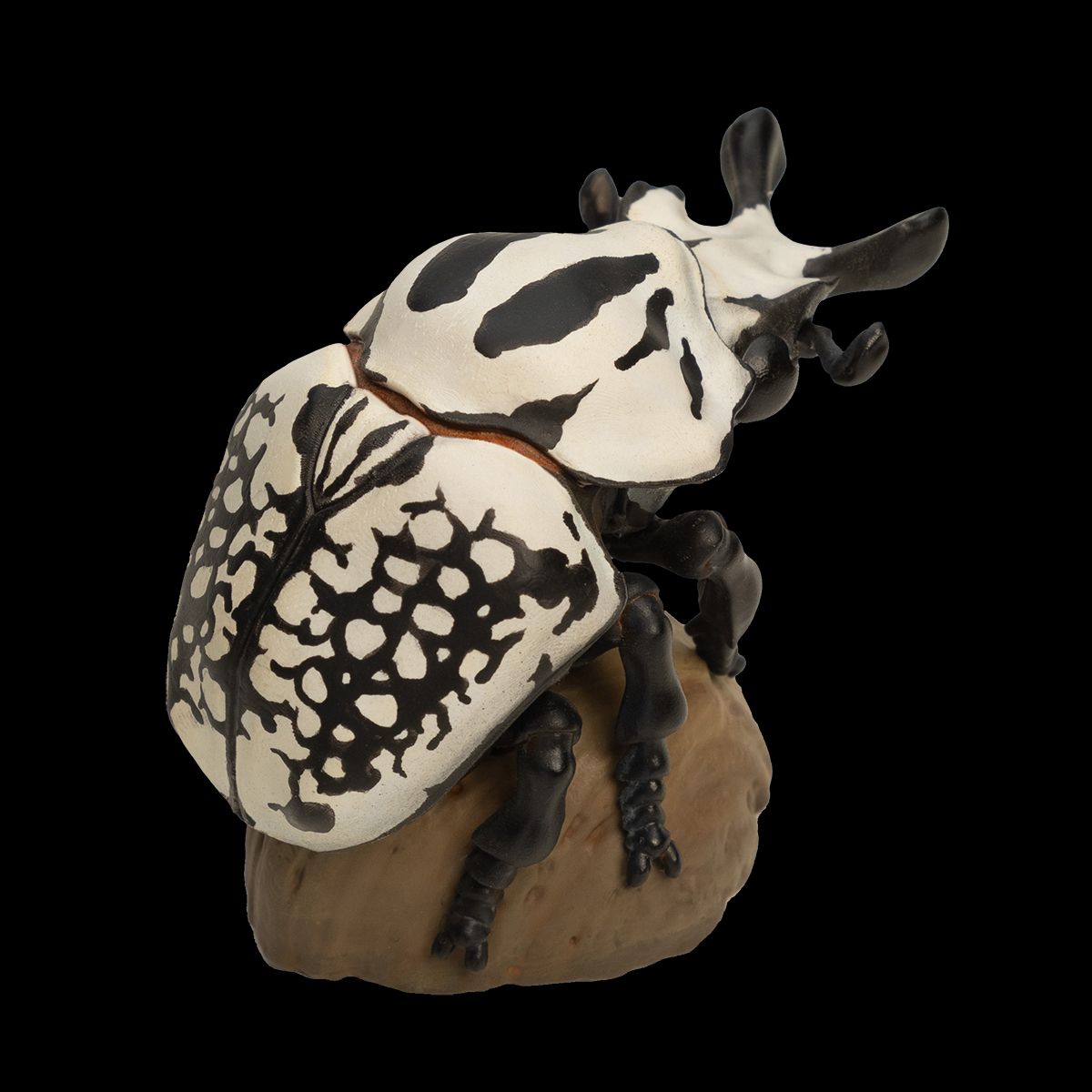 AHB Series 11 / Goliathus orientalis - Eastern Goliath beetle / Insect