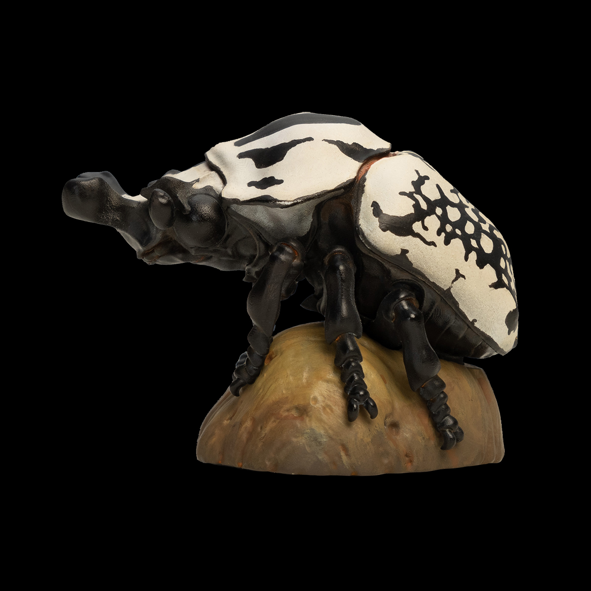 AHB Series 11 / Goliathus orientalis - Eastern Goliath beetle / Insect