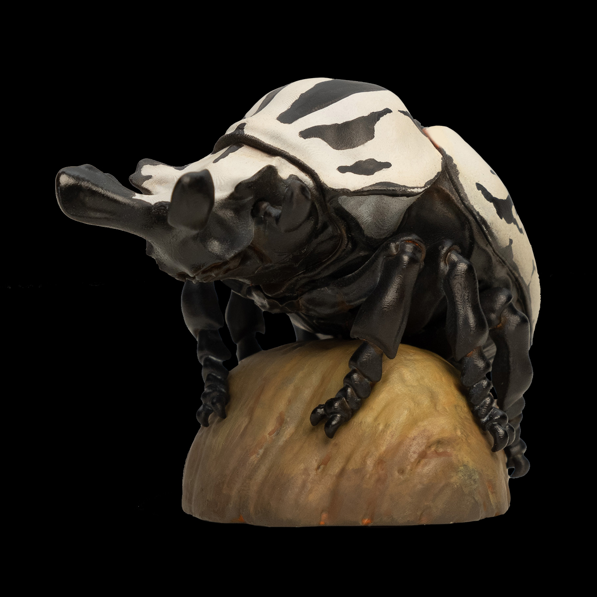 AHB Series 11 / Goliathus orientalis - Eastern Goliath beetle / Insect