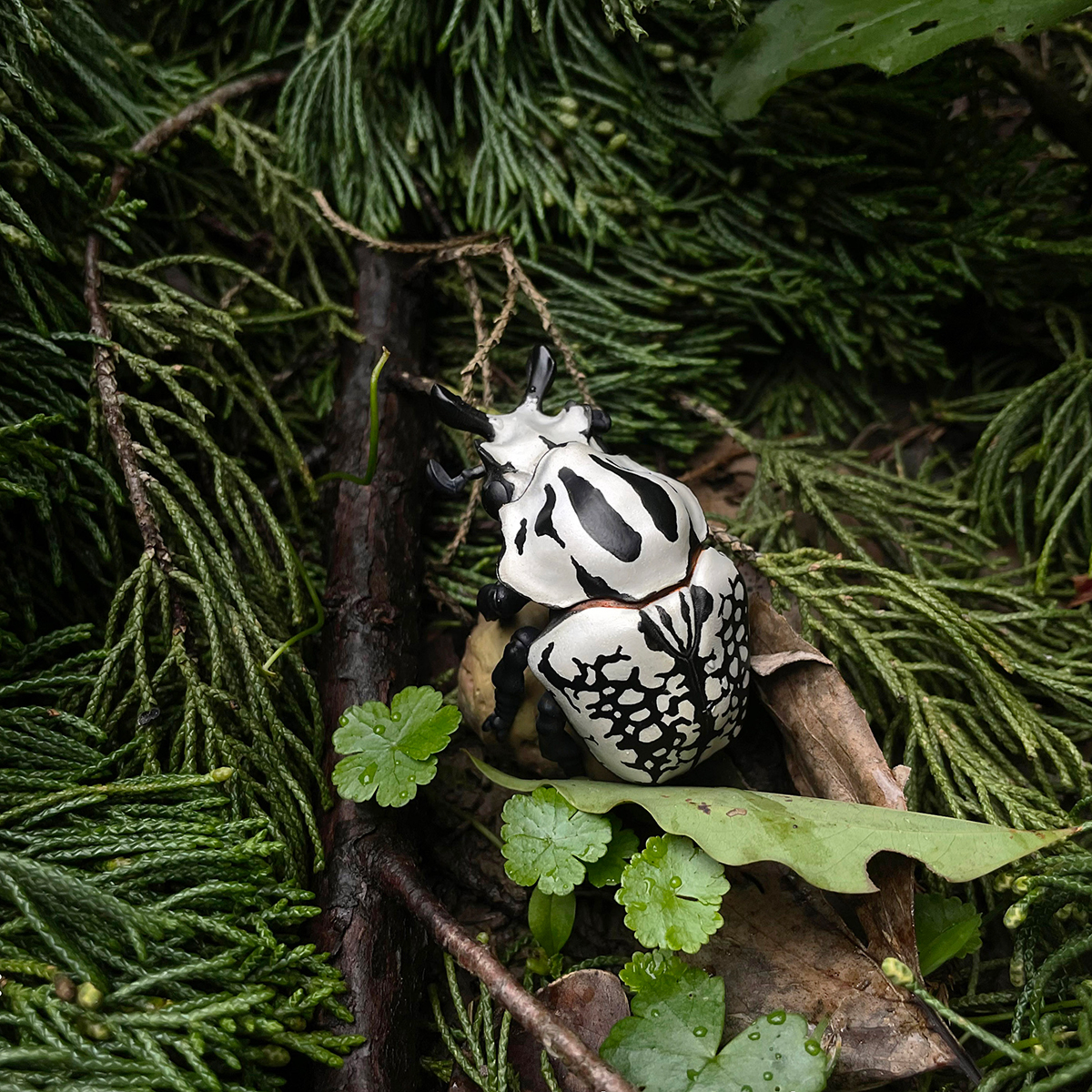 AHB Series 11 / Goliathus orientalis - Eastern Goliath beetle / Insect
