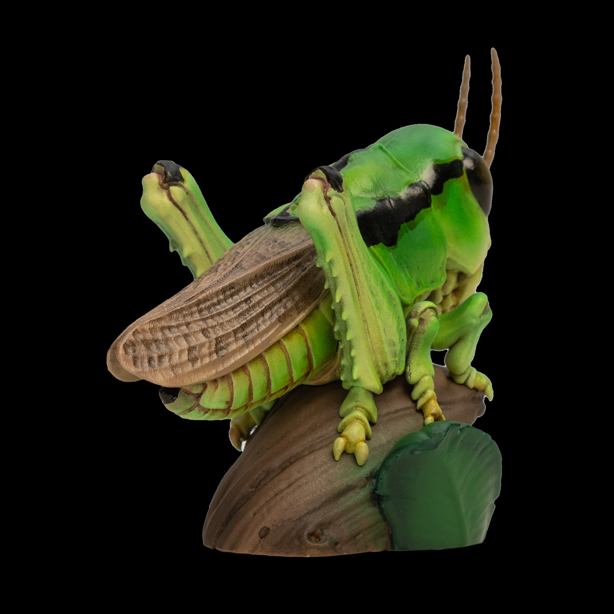 AHB Series 11 / Acrididae - Grasshoppers / Insect