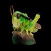 AHB Series 11 / Acrididae - Grasshoppers / Insect