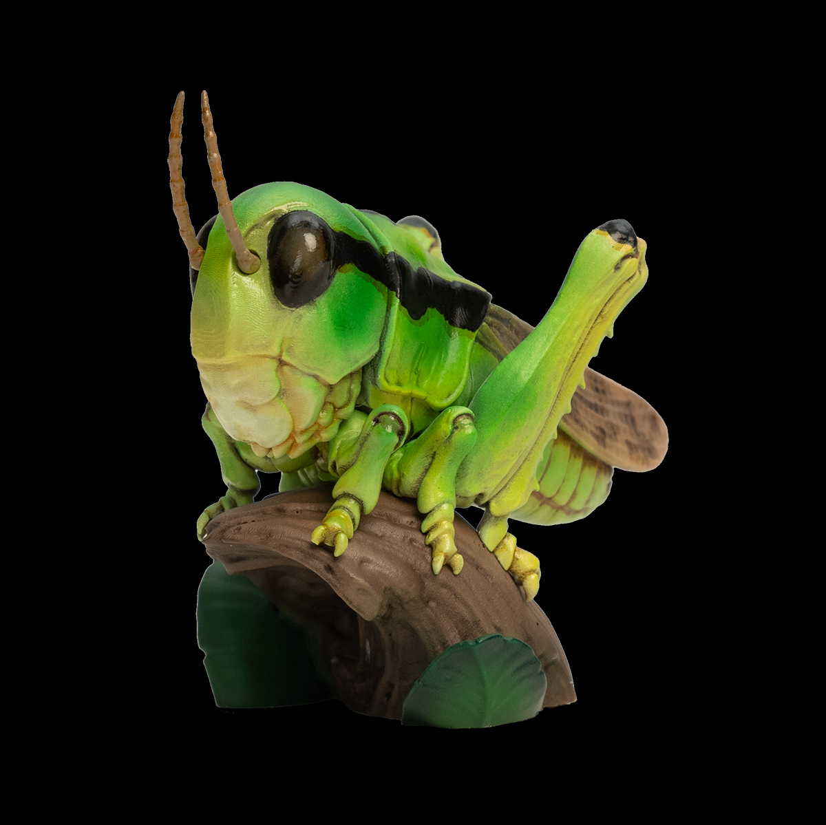 AHB Series 11 / Acrididae - Grasshoppers / Insect