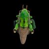AHB Series 11 / Acrididae - Grasshoppers / Insect