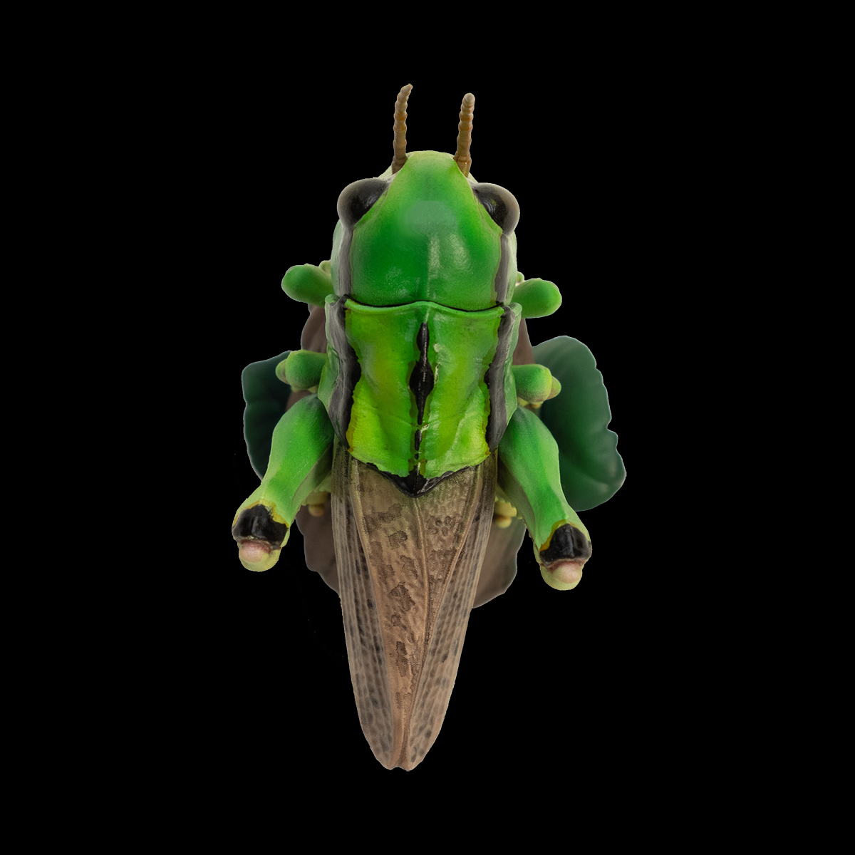 AHB Series 11 / Acrididae - Grasshoppers / Insect