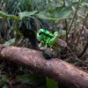 AHB Series 11 / Acrididae - Grasshoppers / Insect