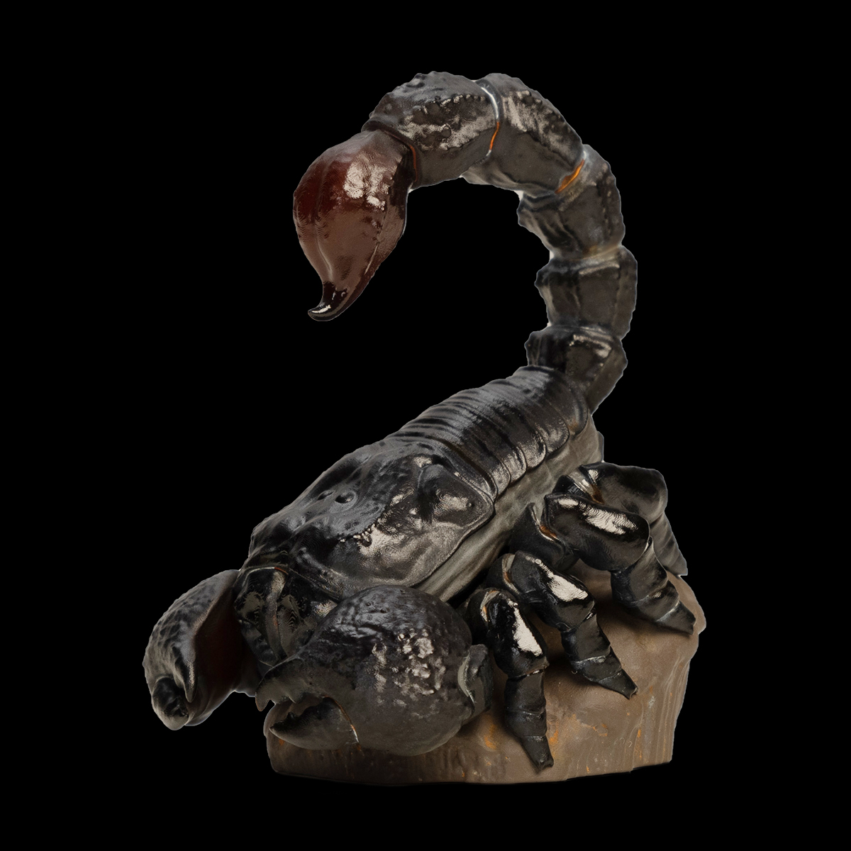 AHB Series 11 / Pandinus imperator - Emperor Scorpion / Insect