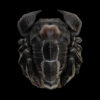 AHB Series 11 / Pandinus imperator - Emperor Scorpion / Insect