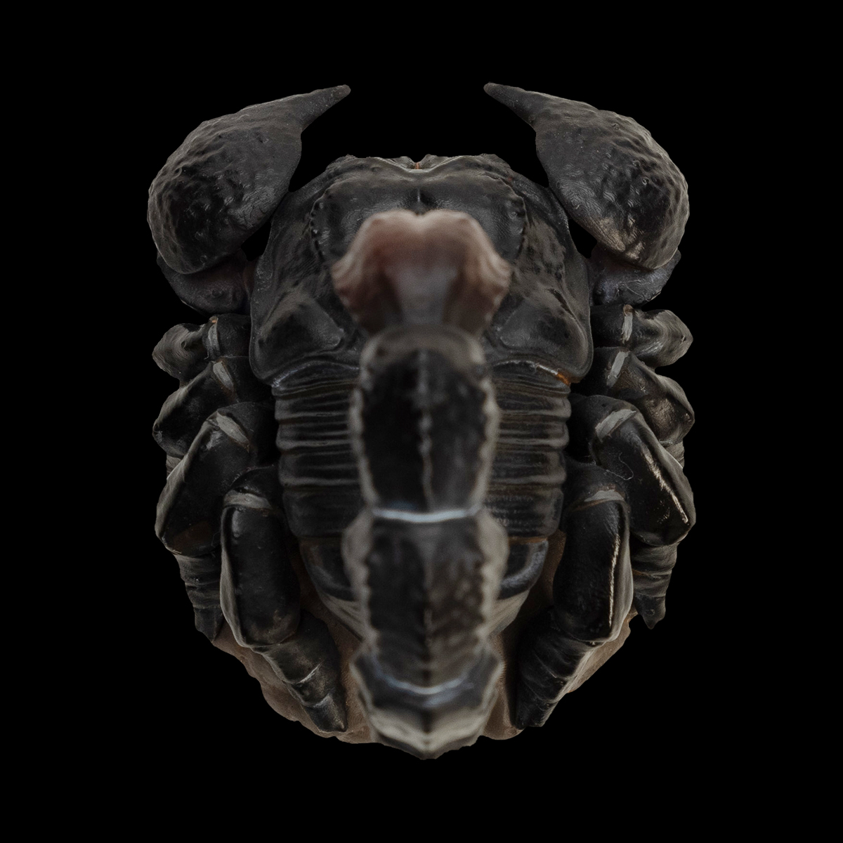 AHB Series 11 / Pandinus imperator - Emperor Scorpion / Insect