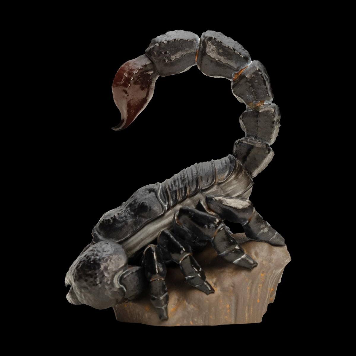 AHB Series 11 / Pandinus imperator - Emperor Scorpion / Insect