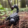 AHB Series 11 / Pandinus imperator - Emperor Scorpion / Insect
