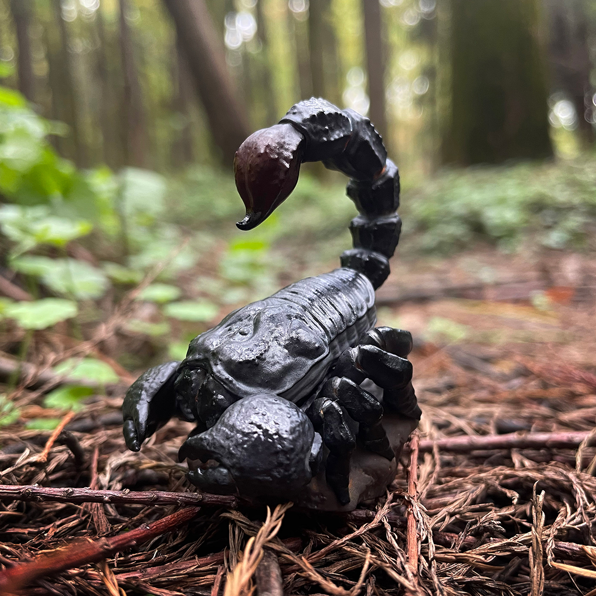AHB Series 11 / Pandinus imperator - Emperor Scorpion / Insect