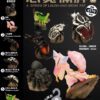 AHB Series 11 / Hymenopus coronatus - Orchid mantis / Insect