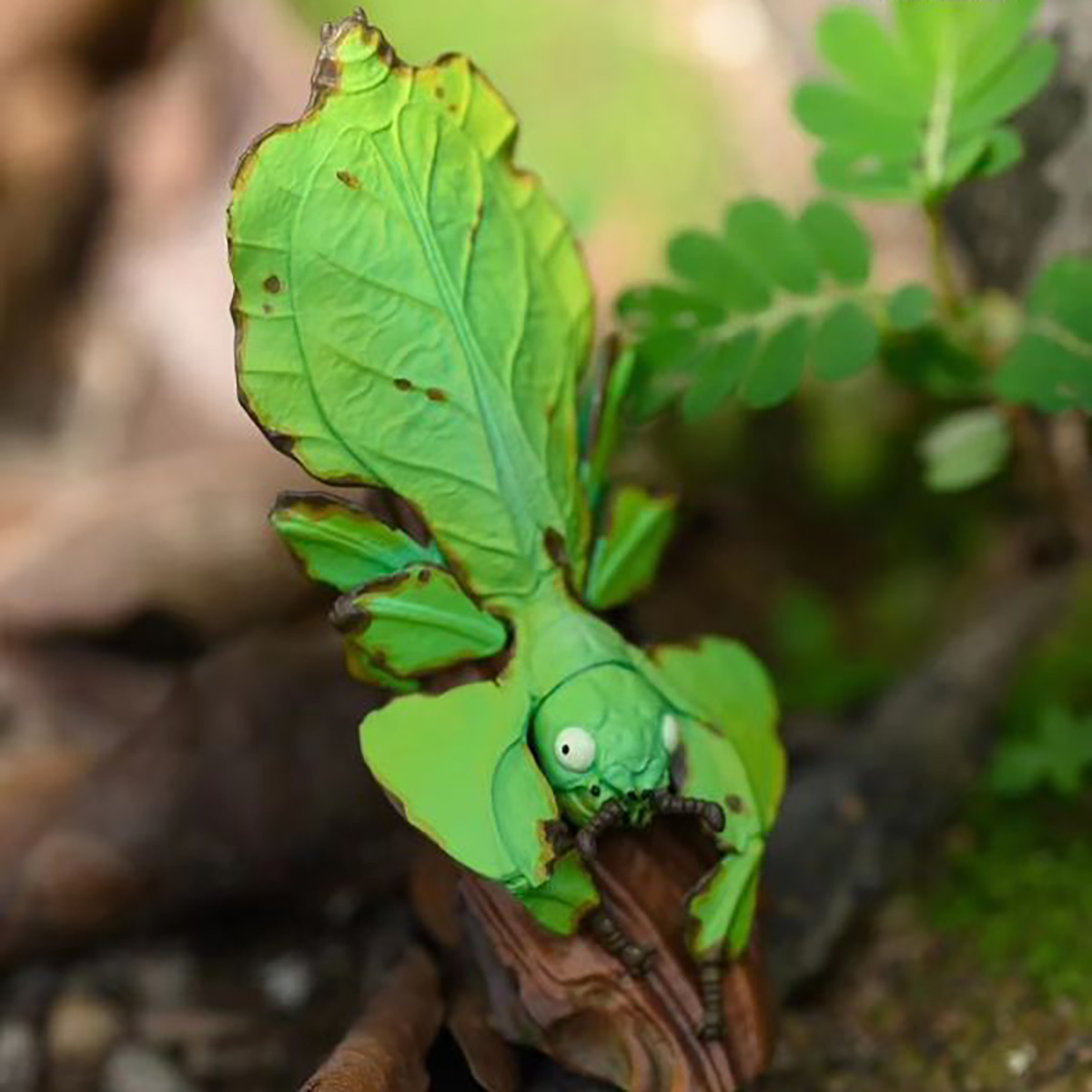 AHB Series 17 / Phyllium giganteum - Giant Leaf Insect / Insect