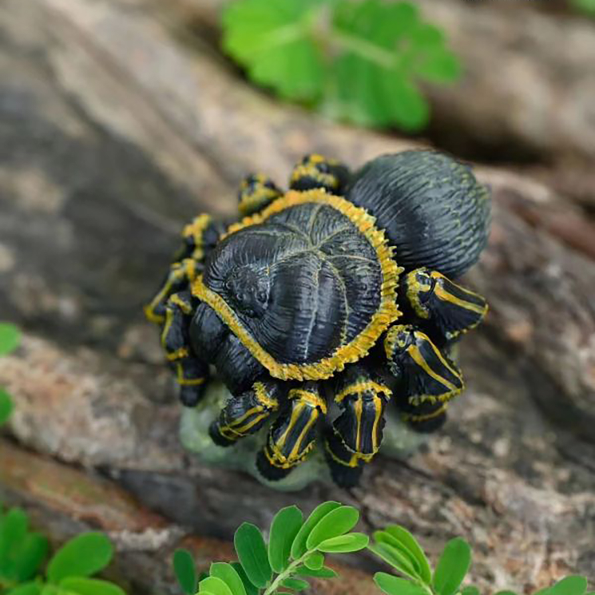 AHB Series 17 / Grammostola pulchripes - Chaco Golden Knee Tarantula / Insect