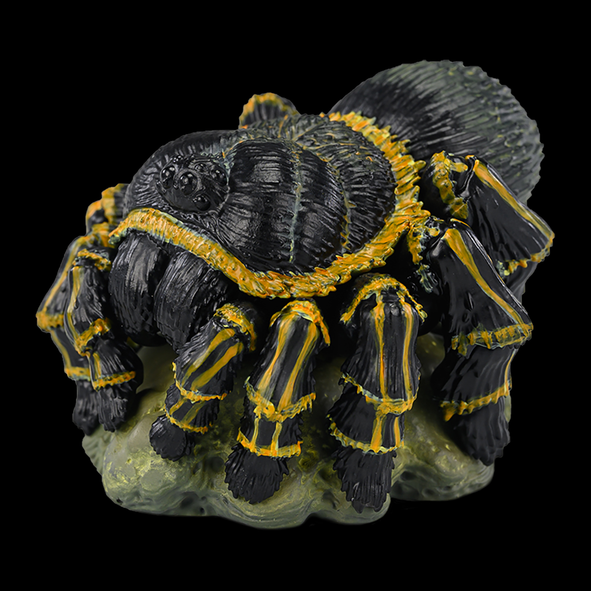 AHB Series 17 / Grammostola pulchripes - Chaco Golden Knee Tarantula / Insect