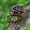 AHB Series 17 / Lethocerus deyrollei - Giant Water Bug / Insect