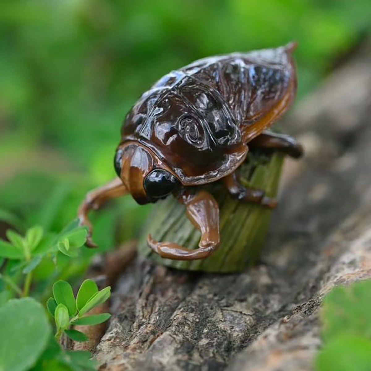 AHB Series 17 / Lethocerus deyrollei - Giant Water Bug / Insect