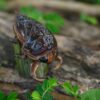 AHB Series 17 / Lethocerus deyrollei - Giant Water Bug / Insect