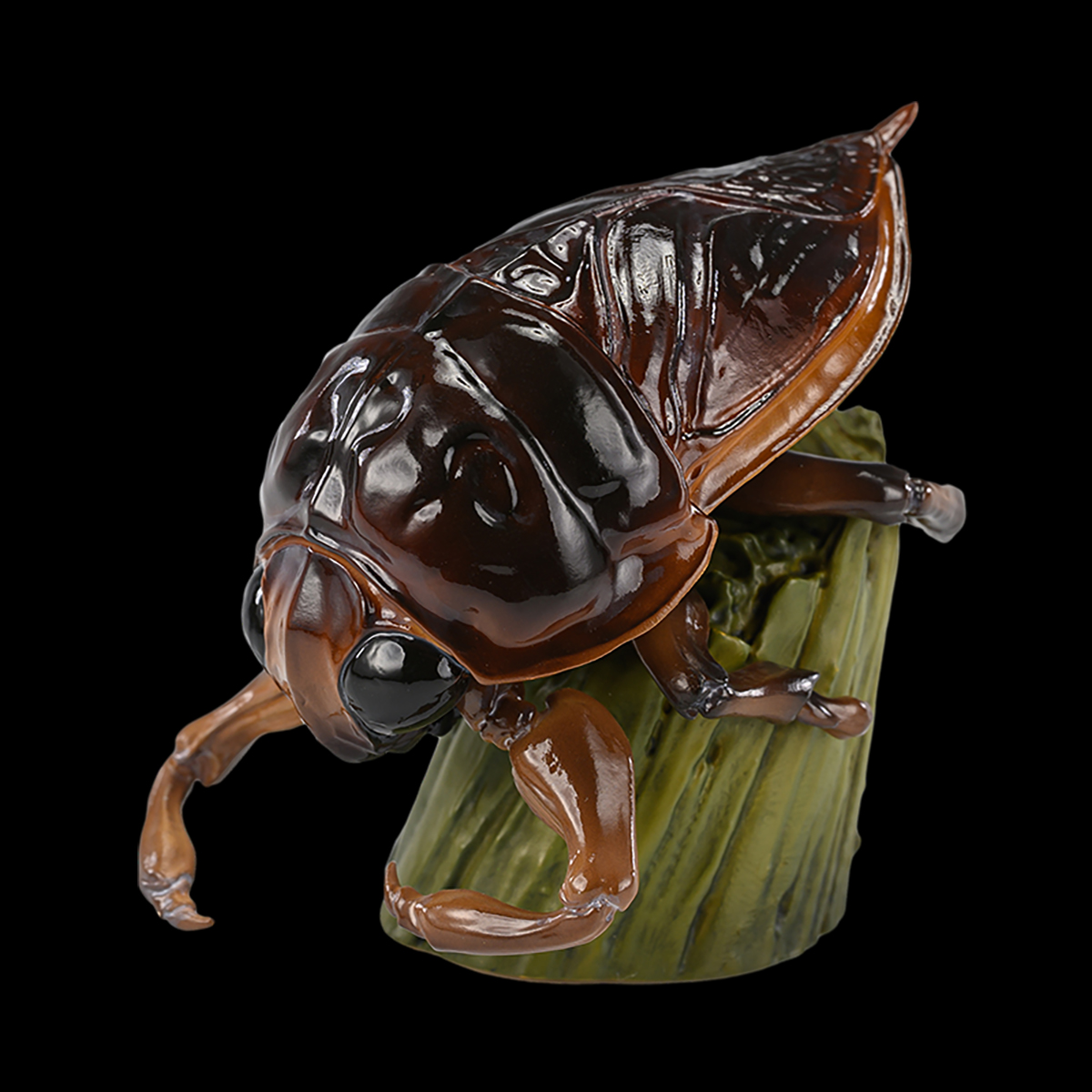 AHB Series 17 / Lethocerus deyrollei - Giant Water Bug / Insect